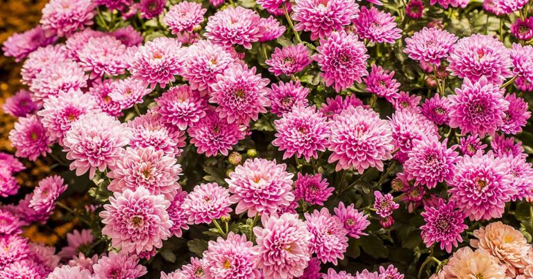 How to Encourage Chrysanthemums to Bloom FB