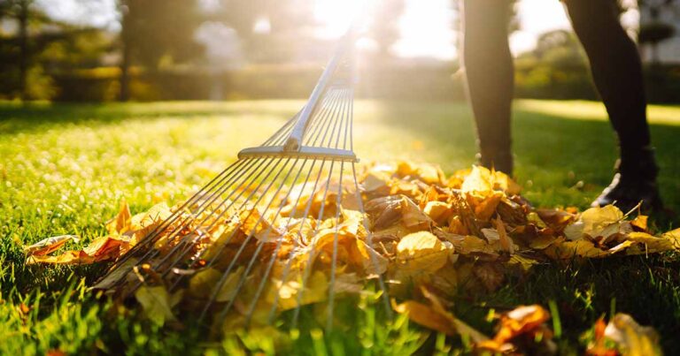 Best Leaf Rakes 2024 FB