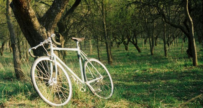 bicycle leaning against tree.jpg.optimal