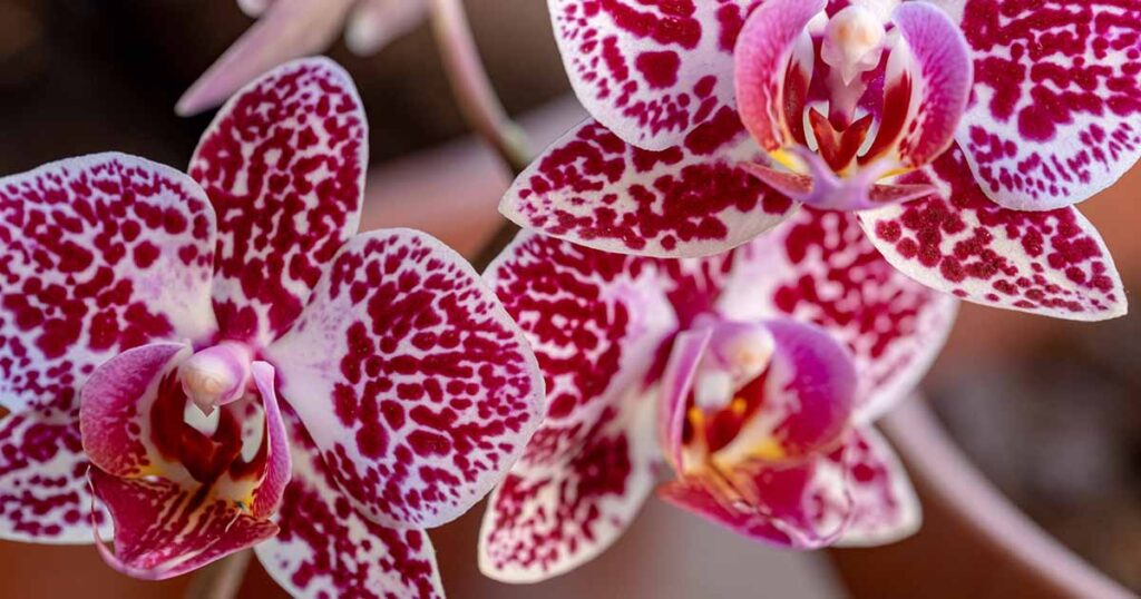 How to Fertilize Orchids FB