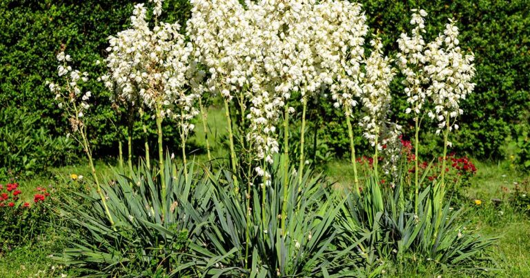 How to Grow Adams Needle Yucca FB