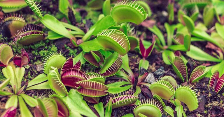 Grow Venus Flytrap Outdoors FB