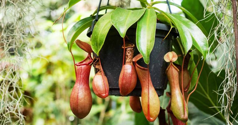 How to Repot Pitcher Plants FB