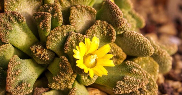 How to Grow Titanopsis FB