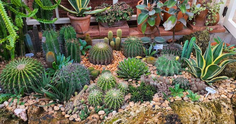 How to Make Outdoor Succulent Soil FB