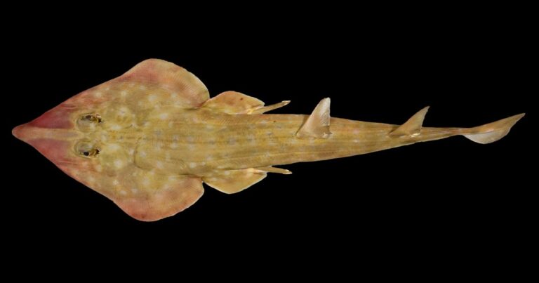 1743170096 2 guitar shark rhinobatos sp the nippon foundation nekton ocean census sergey bogorodsky c 2025