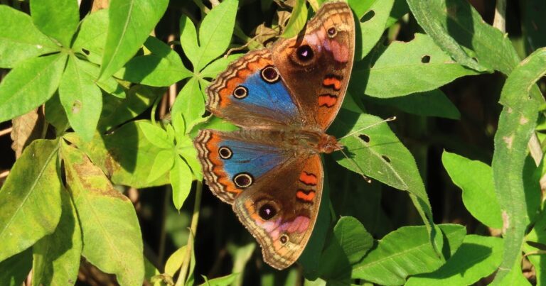 1743173485 junonia genoveva nicolas montano rasch