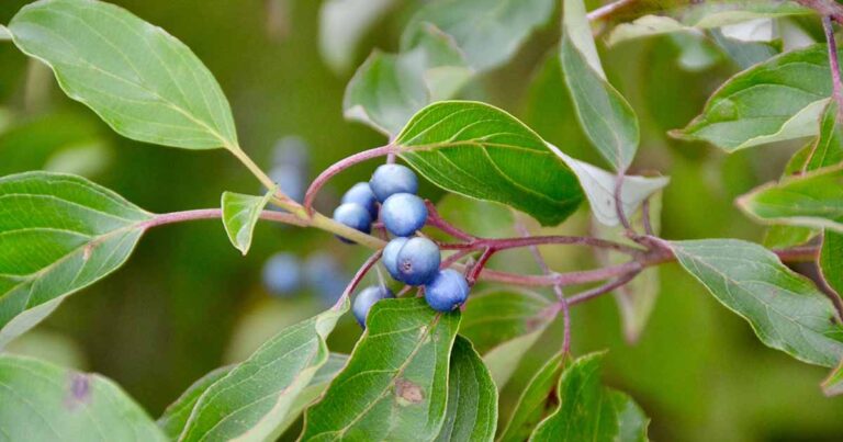 How to Grow Silky Dogwood FB