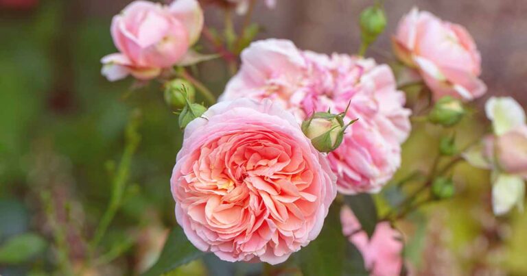 All About David Austin English Roses FB