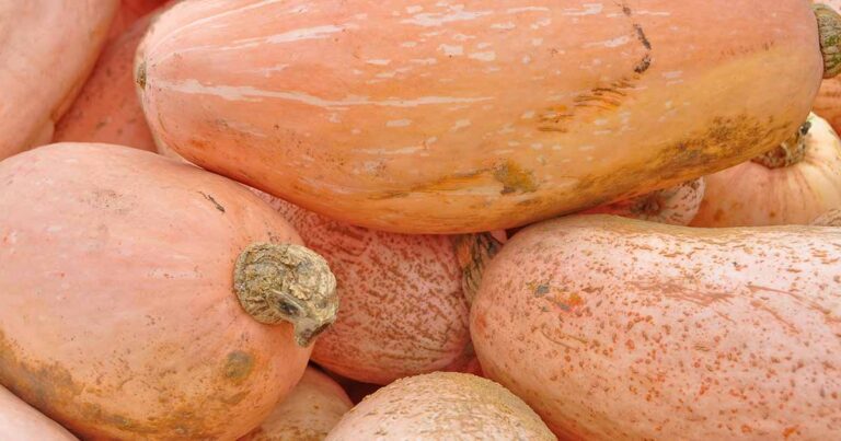 How to Grow Banana Squash FB