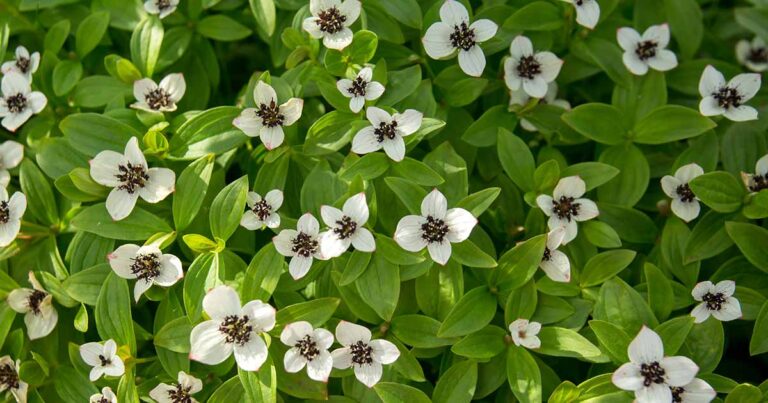 How to Grow Dwarf Cornel FB
