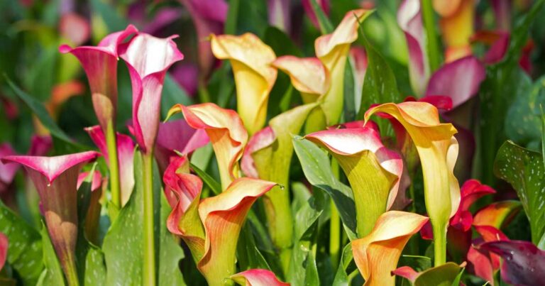 How to Propagate Calla Lilies FB