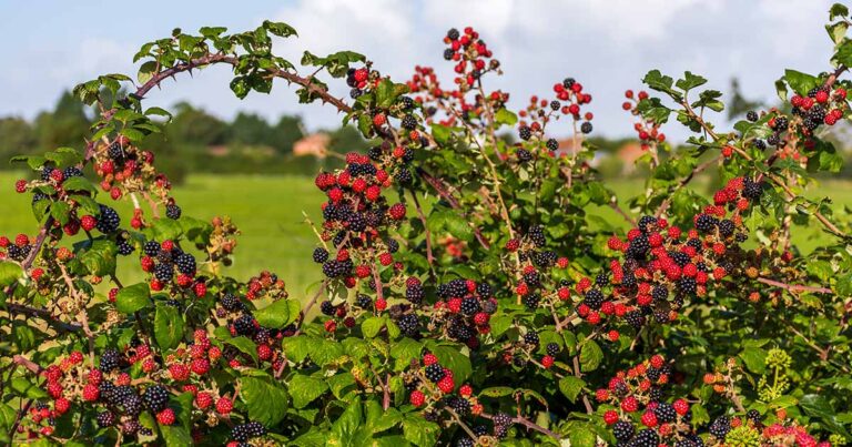 How to Prune Blackberries FB