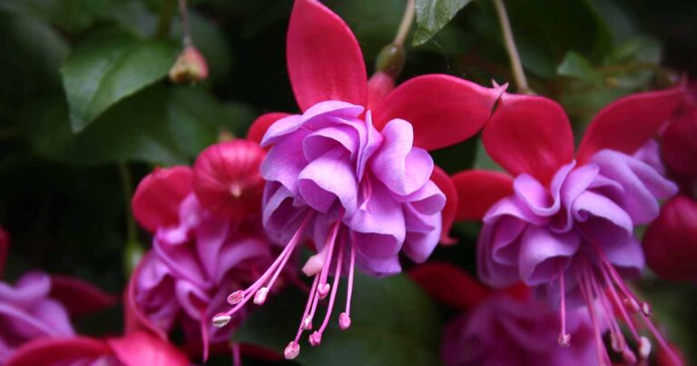 How to Water Fuchsia Plants FB
