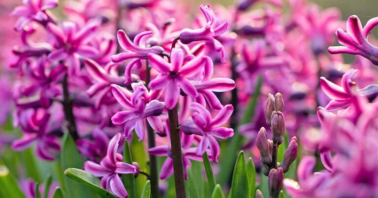 Plant Hyacinths in the Fall for Springtime Color in the Garden