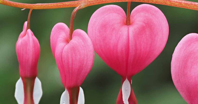 Why Bleeding Hearts Fail to Bloom FB