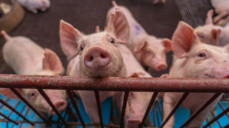 pigs GMO getty