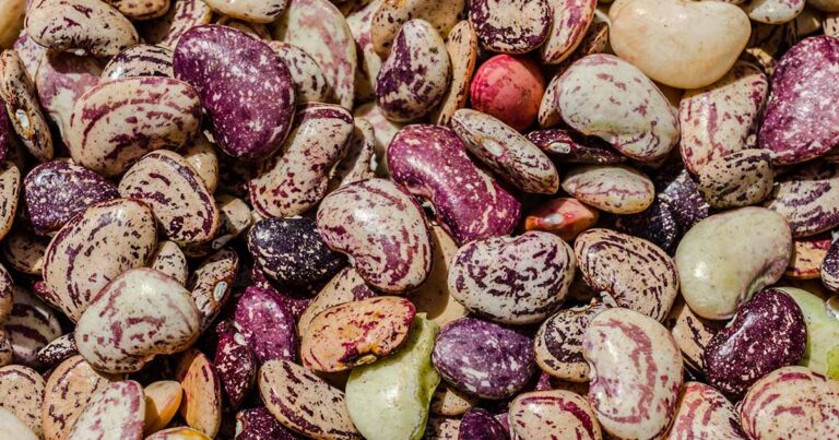 Best Lima and Butter Bean Varieties FB