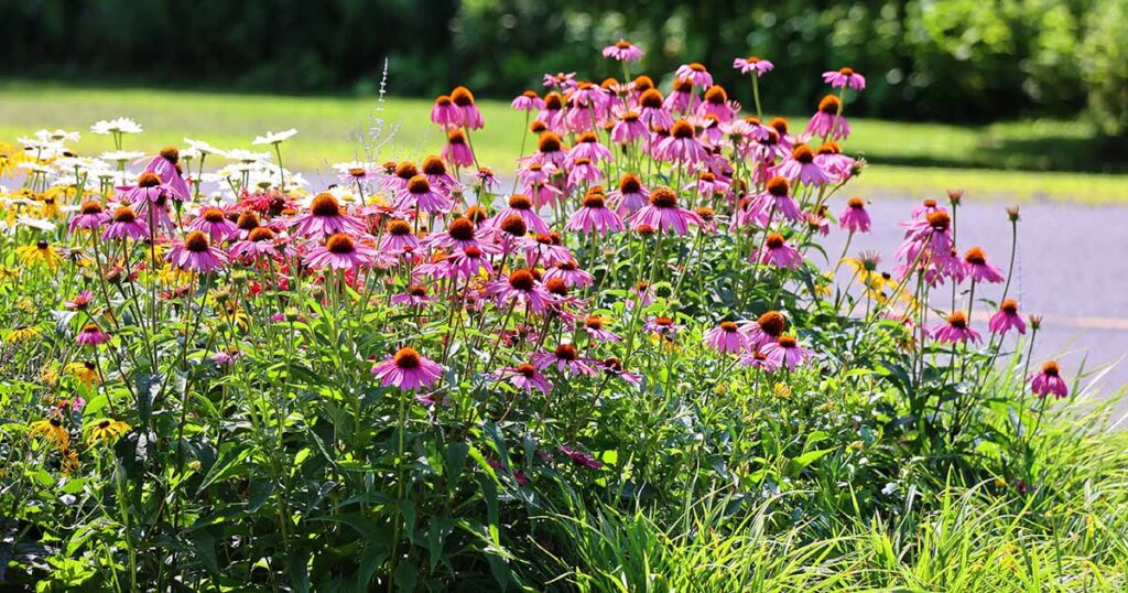 Coneflower Companions FB