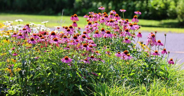 Coneflower Companions FB
