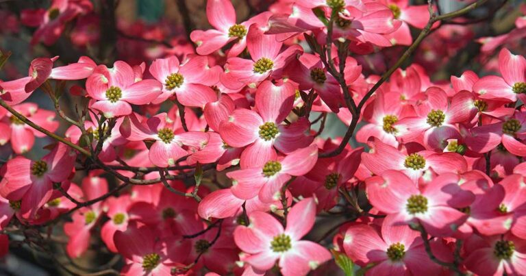 Dogwood Anthracnose FB