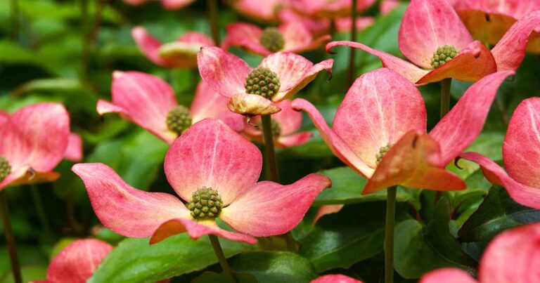 Dogwood Bark Peeling FB