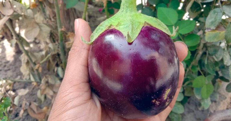 Eggplant Blossom Drop FB