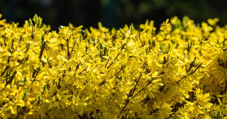 Growing a Forsythia Hedge FB