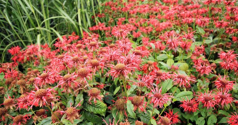 How to Control Bee Balm FB