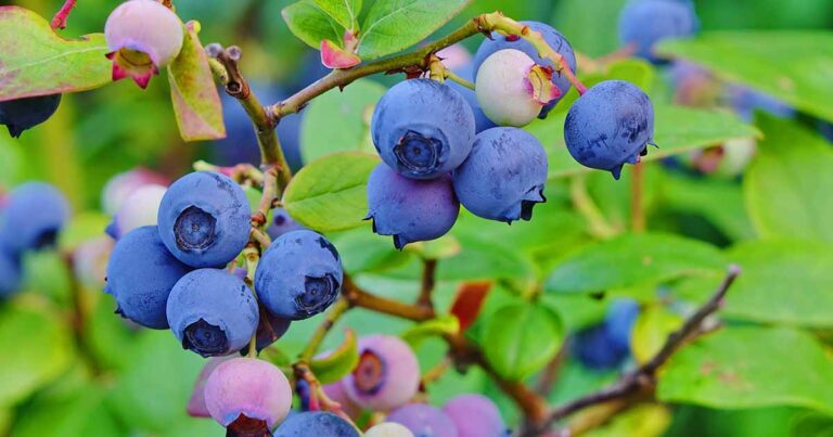 How to Fertilize Blueberries FB