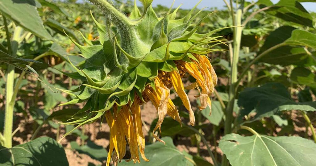 How to Fix Drooping Sunflowers FB