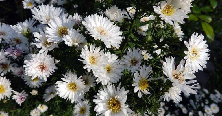 How to Grow Bushy Asters FB