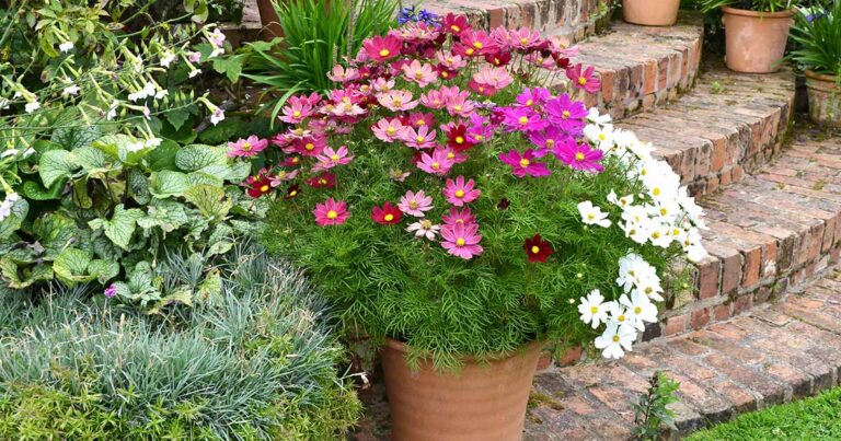 How to Grow Cosmos in Containers FB