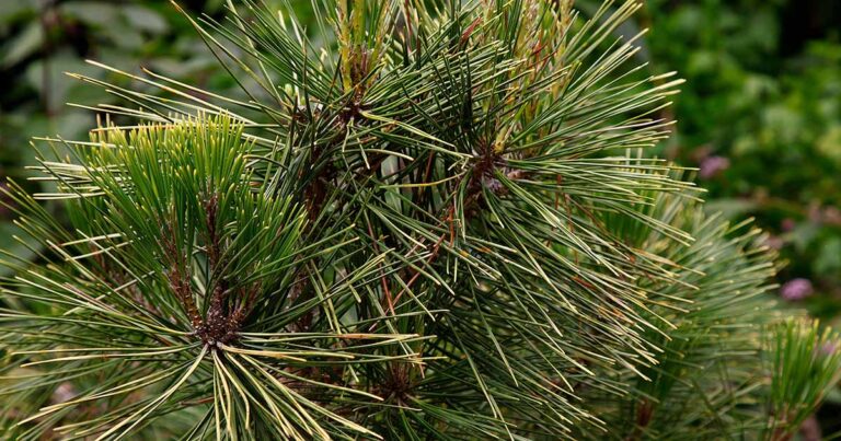 How to Grow Japanese Black Pine FB