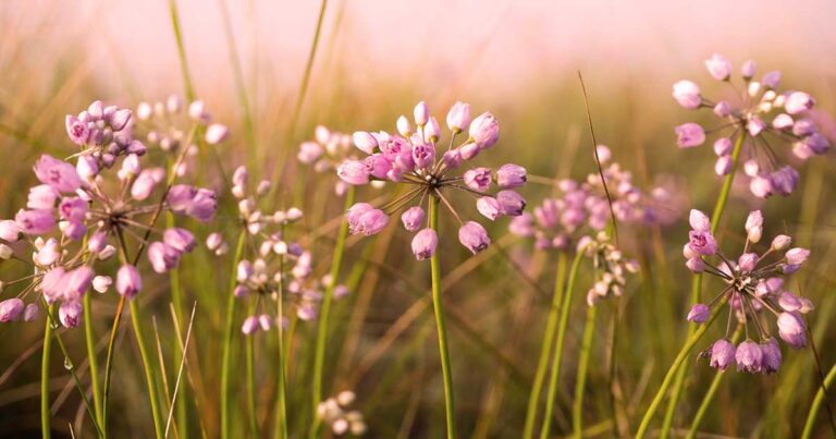How to Grow Prairie Onion FB
