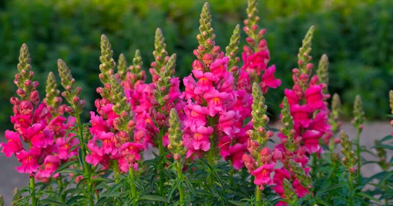 How to Grow Snapdragon FB