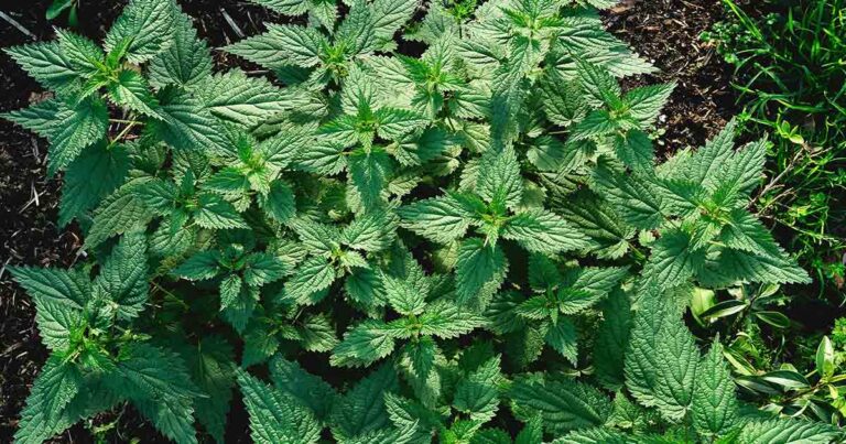 How to Grow Stinging Nettle FB