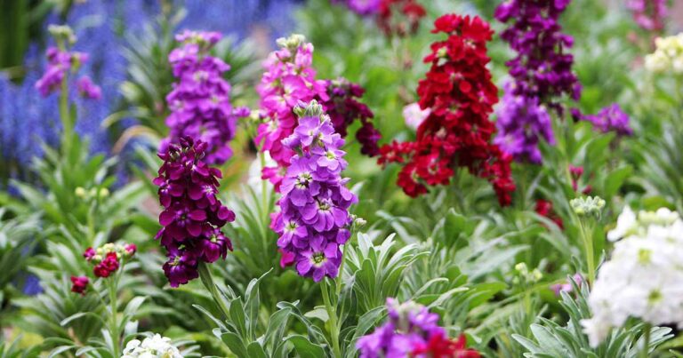 How to Grow Stock Flowers FB