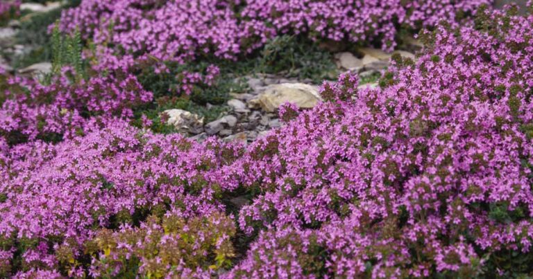 How to Grow and Care for Creeping Thyme FB