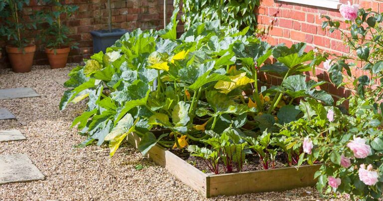 How to Prune Zucchini Plants FB