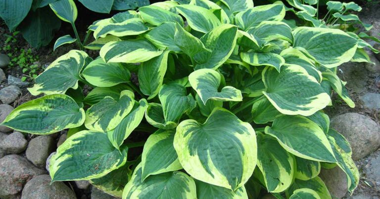 How to Transplant Hostas FB