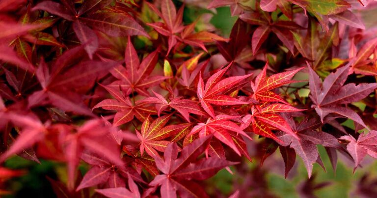 Japanese Maple Not Leafing Out FB
