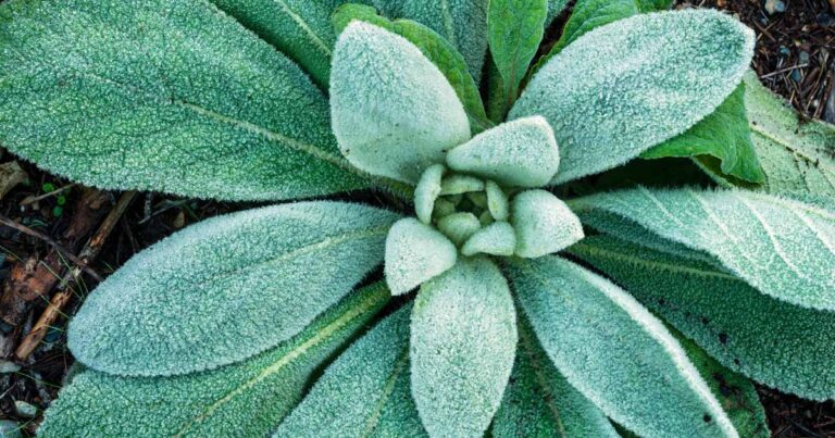 Lambs Ears Stachys byzantina Growing Guide FB