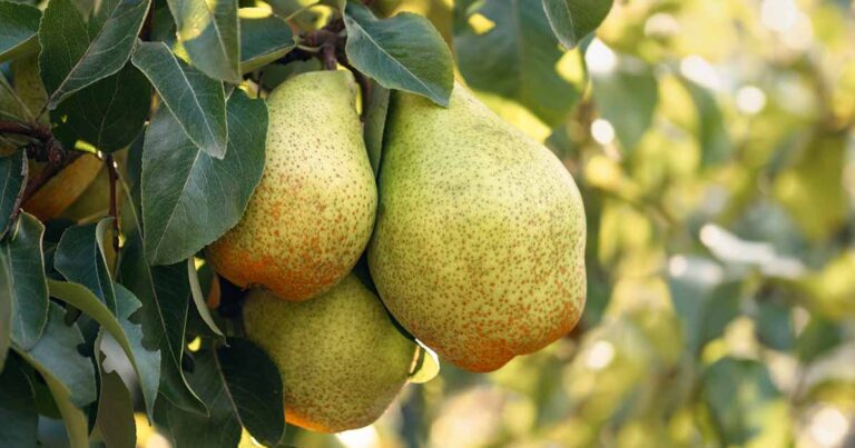 Pear Chill Hours FB