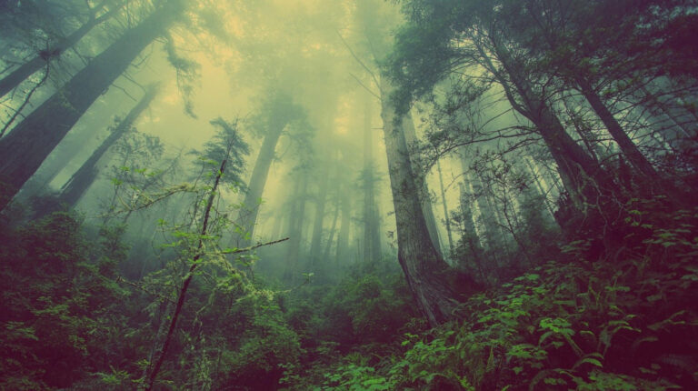 Placerville Tree Service 1