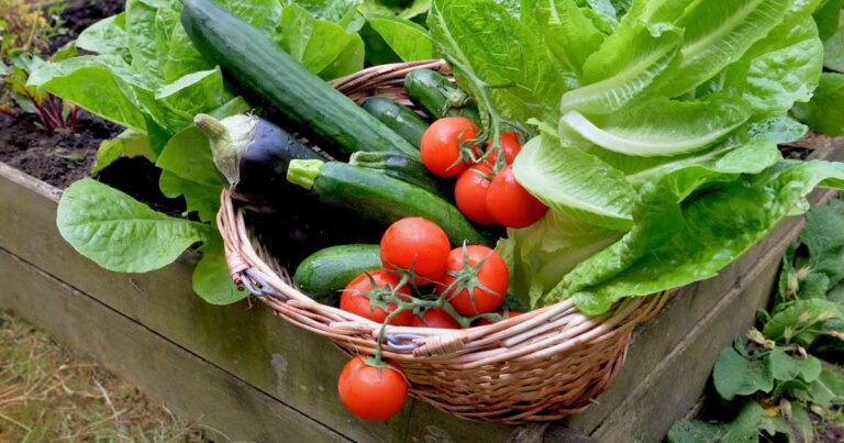 Planting Your First Vegetable Garden A Beginners Guide FB