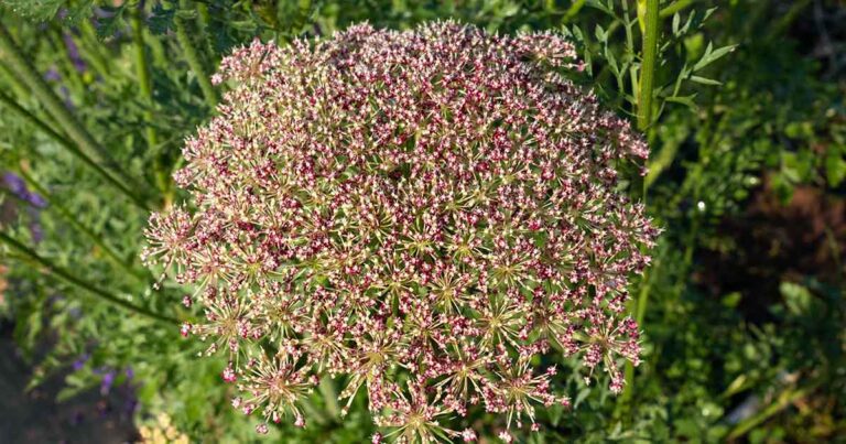 Saving Carrot Seeds FB