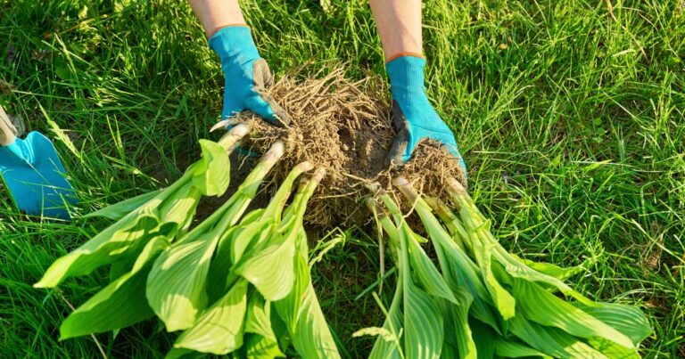 The Complete Guide to Dividing Perennials FB