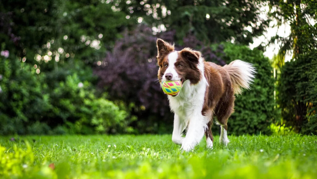 K9 Coach Home Dog Training 1